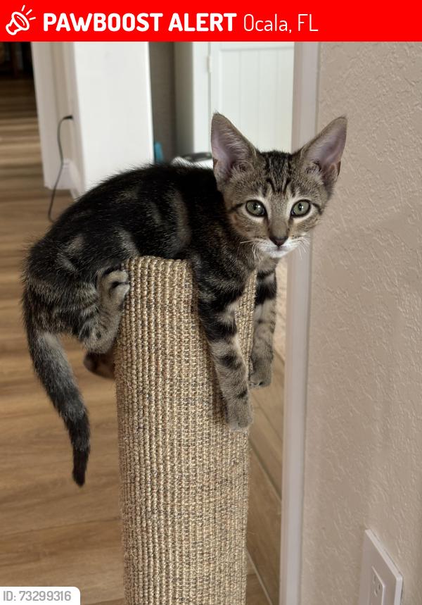 Lost Male Cat last seen Marion County animal services, Ocala, FL 34482