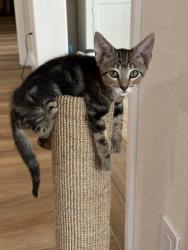 Lost Male Cat last seen Marion County animal services, Ocala, FL 34482
