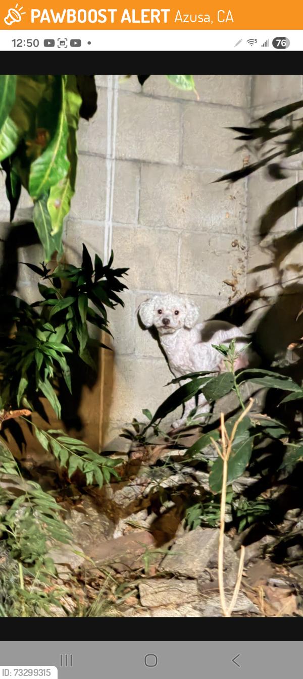 Sighting Unknown Dog last seen N. Pasadena Ave. & Foothill Blvd, Azusa, Azusa, CA 91702