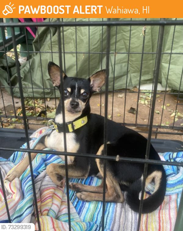 Found/Stray Male Dog last seen Wilikina Drive at the Masonic Lodge near Kunia road, Wahiawa, HI 96786