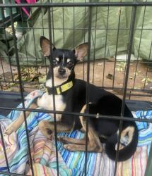Found/Stray Male Dog last seen Wilikina Drive at the Masonic Lodge near Kunia road, Wahiawa, HI 96786