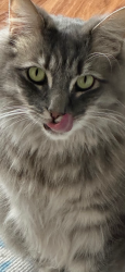 Reunited Male Cat last seen Cook parade neighbourhood centre, Saint Clair, NSW 2759