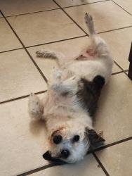 Reunited Female Dog last seen Main St & Vernon, San Jacinto, CA 92583