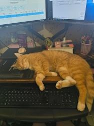 Lost Male Cat last seen bethel rd, Atoka, TN 38004