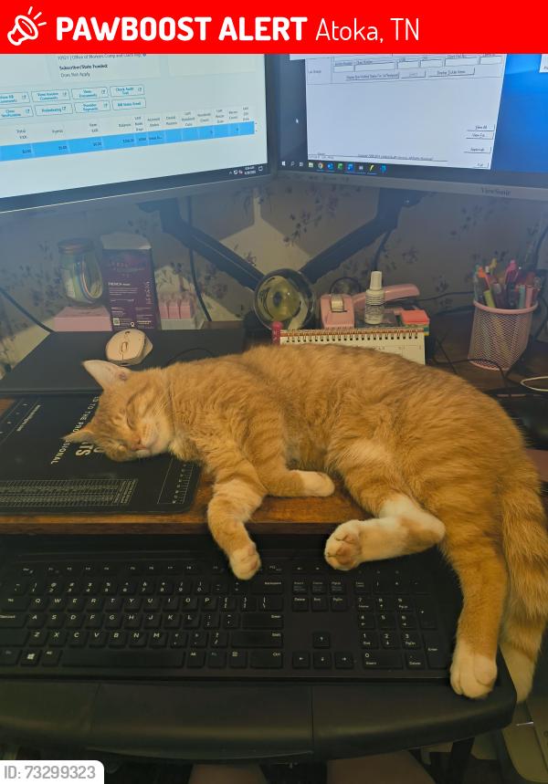 Lost Male Cat last seen bethel rd, Atoka, TN 38004