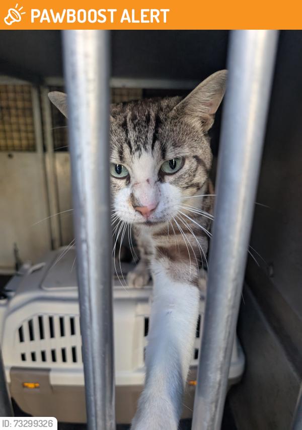 Found/Stray Male Cat last seen Stoke Heath Parm, West Midlands, England CV2 3JB