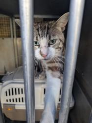 Found/Stray Male Cat last seen Stoke Heath Parm, West Midlands, England CV2 3JB