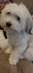 Reunited Female Dog last seen North and Harlem, Elmwood Park, IL 60707