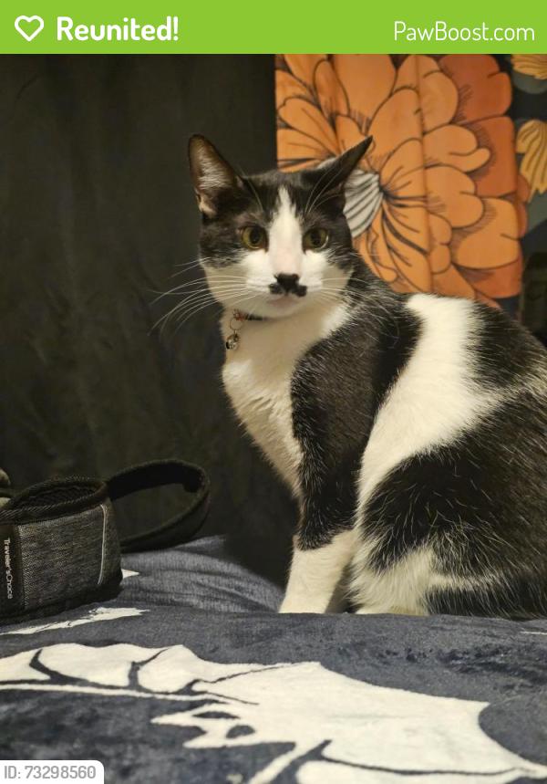 Reunited Female Cat last seen Duarte and Rosemead, San Gabriel, CA 91775