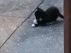 Lost Female Cat last seen Hilltop Dr. & Easton, Akron, OH 44310