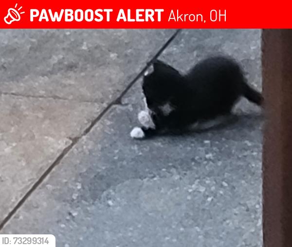 Lost Female Cat last seen Hilltop Dr. & Easton, Akron, OH 44310