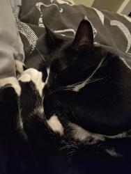 Reunited Male Cat last seen Near Borstal road, Medway, England ME1 3HG