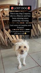 Lost Female Dog last seen Laspina and Frances, Tulare, CA 93274