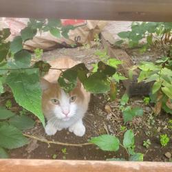 Found/Stray Unknown Cat last seen Jeanne Mance and Bernard, Montréal, QC 