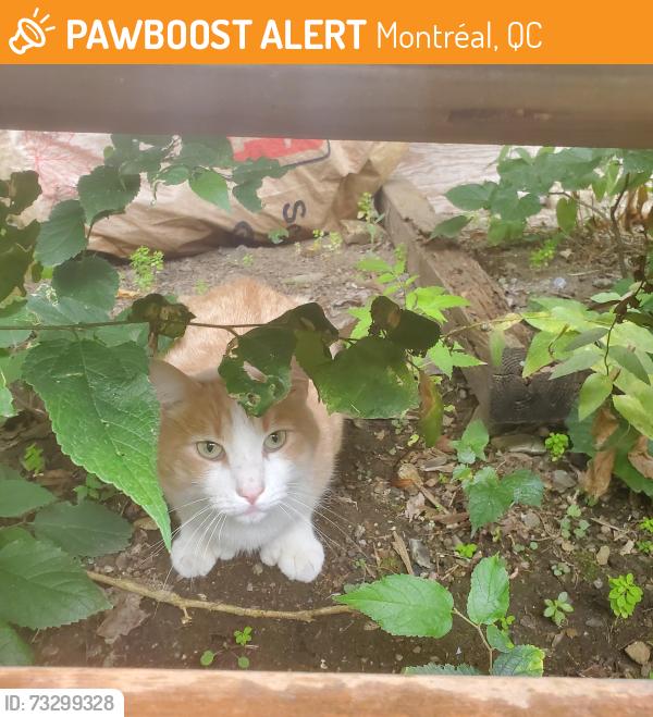 Found/Stray Unknown Cat last seen Jeanne Mance and Bernard, Montréal, QC 