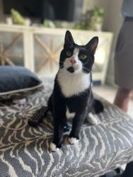 Reunited Male Cat last seen My apmt, Myrtle Beach, SC 29572