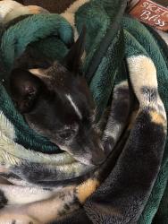 Reunited Male Dog last seen Lark Ellen/Cypress, Covina, CA 91722