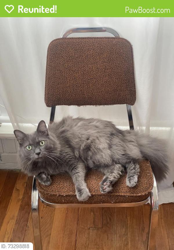 Reunited Male Cat last seen Near Banks St, Houston, TX 77098, USA, Houston, TX 77098