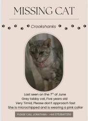Lost Female Cat last seen Hook Road, Hampshire, England SO51 9AU