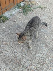 Lost Male Cat last seen Ip1, Suffolk, England IP1 2LB