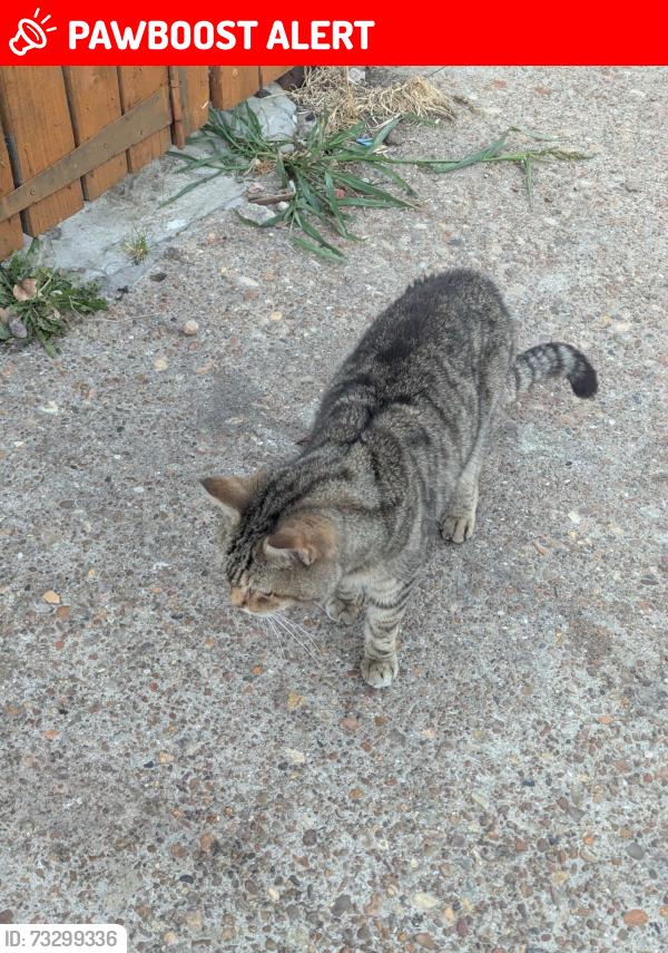 Lost Male Cat last seen Ip1, Suffolk, England IP1 2LB