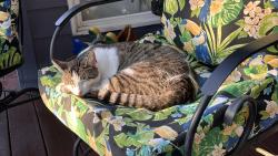 Lost Female Cat last seen Cascade, Camas, WA 98607