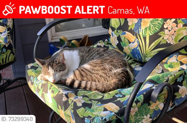 Lost Female Cat last seen Cascade, Camas, WA 98607