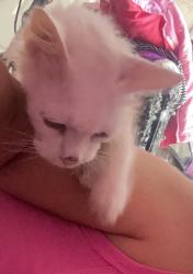 Lost Male Cat last seen Tierra Vianey and Tierra Tina Place, El Paso, TX 79938