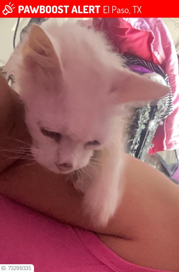 Lost Male Cat last seen Tierra Vianey and Tierra Tina Place, El Paso, TX 79938