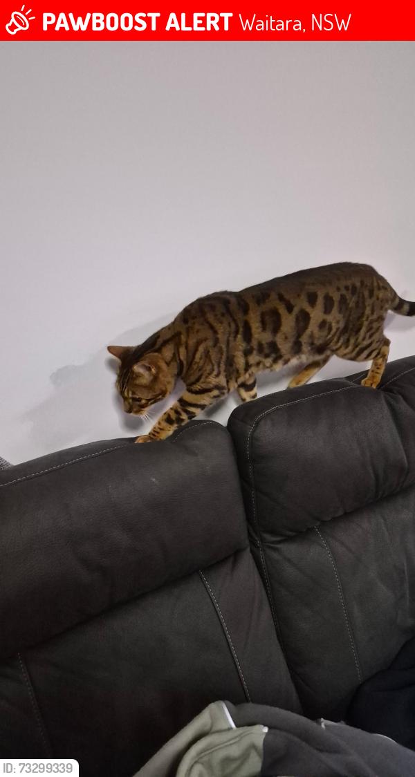 Lost Male Cat last seen Romsey Street, waitara, Waitara, NSW 2077