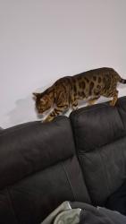 Lost Male Cat last seen Romsey Street, waitara, Waitara, NSW 2077