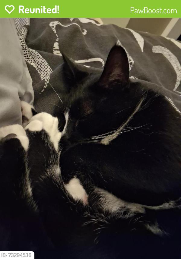 Reunited Male Cat last seen Near Borstal road, Medway, England ME1 3HG