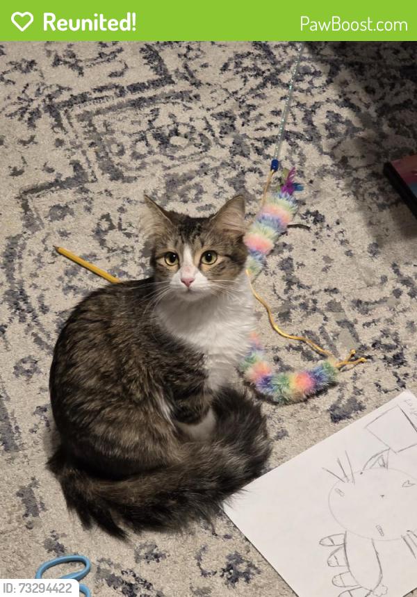 Reunited Female Cat last seen Near Ortega Park Blvd, Jacksonville, FL 32244, USA, Jacksonville, FL 32244