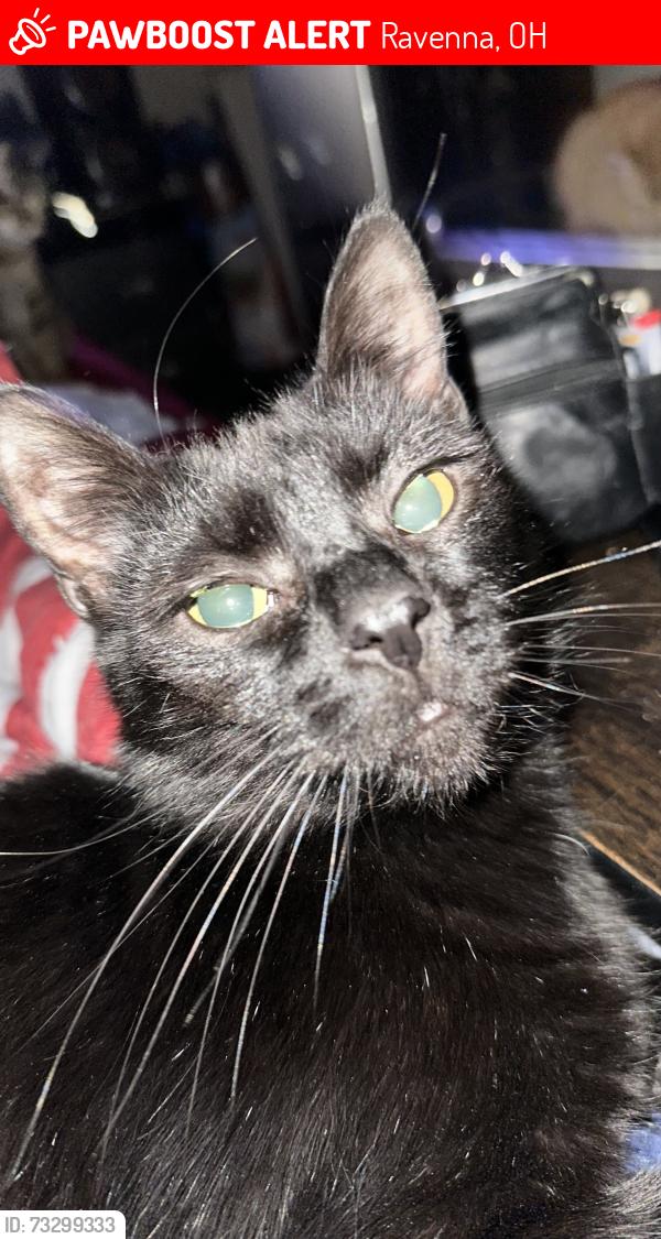 Lost Unknown Cat last seen Route 14 Ravenna ohio, Ravenna, OH 44266