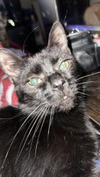Lost Unknown Cat last seen Route 14 Ravenna ohio, Ravenna, OH 44266