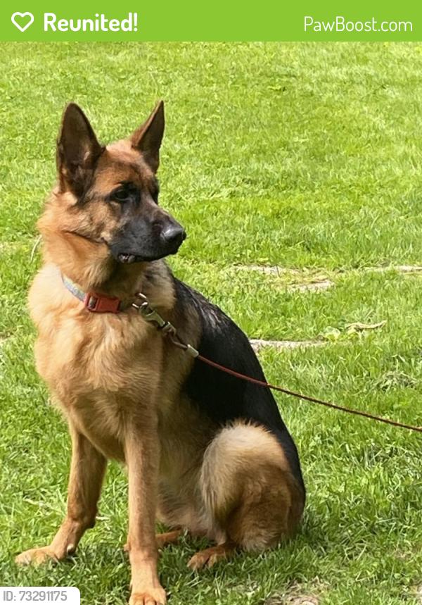 Reunited Female Dog last seen Route 9 and route 20, Shrewsbury, MA 01545