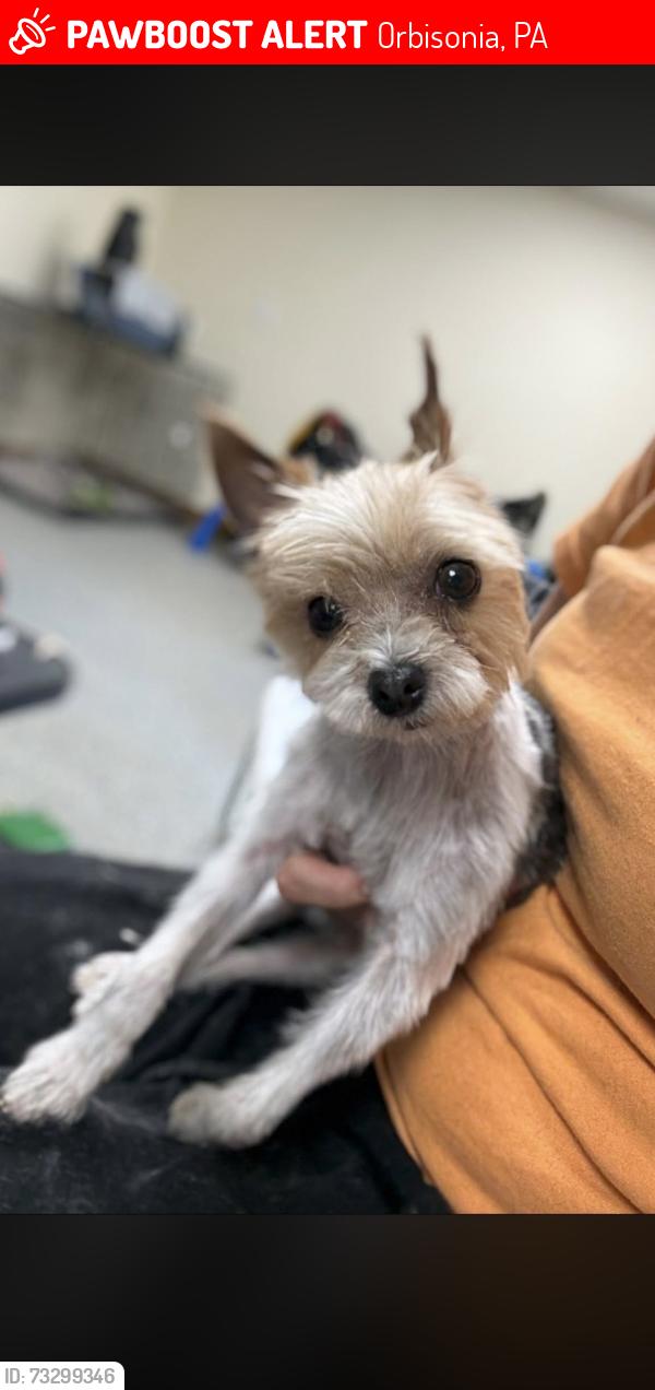 Lost Male Dog last seen Maddensville pike and great cove road, Orbisonia, PA 17243