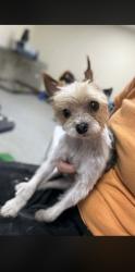 Lost Male Dog last seen Maddensville pike and great cove road, Orbisonia, PA 17243