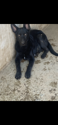 Lost Female Dog last seen Ashlan & grantland, Fresno, CA 93723