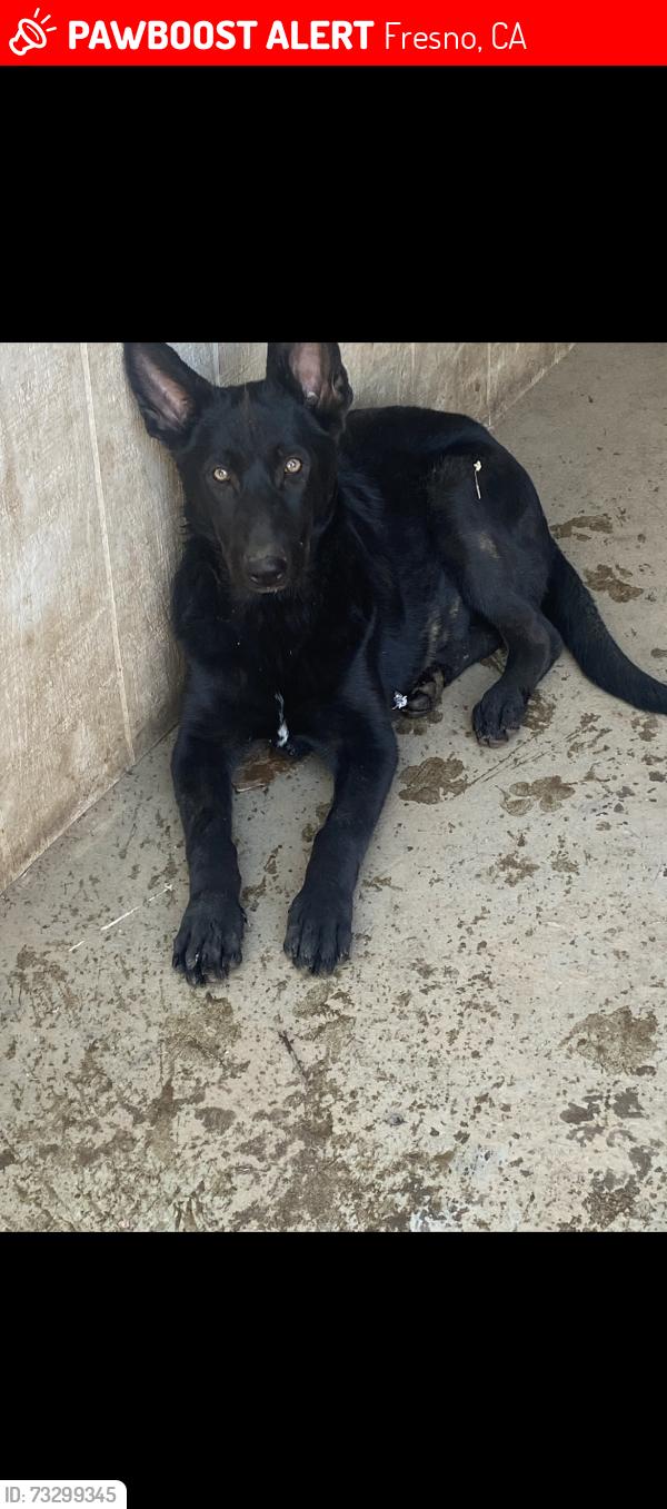 Lost Female Dog last seen Ashlan & grantland, Fresno, CA 93723