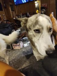Lost Male Dog last seen 7th Street and Union hills, Phoenix, AZ 85022