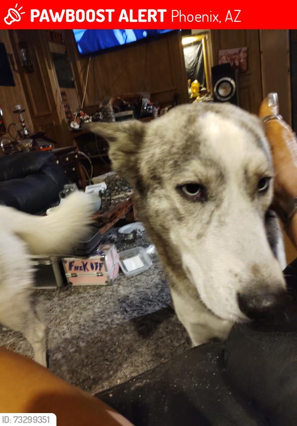 Lost Male Dog last seen 7th Street and Union hills, Phoenix, AZ 85022