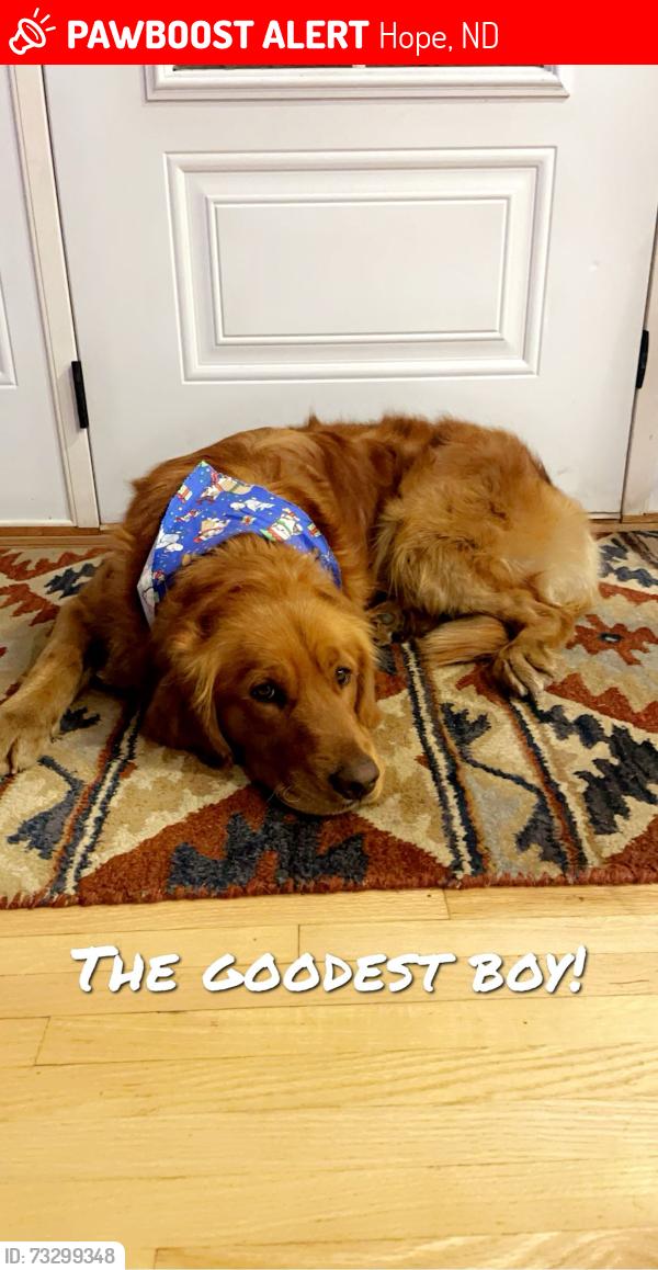 Lost Male Dog last seen Hwy 32 mile marker 100, Hope, ND 58046