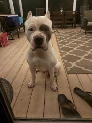 Reunited Male Dog last seen Off Greystone & Stablersville Roads, White Hall, MD 21161