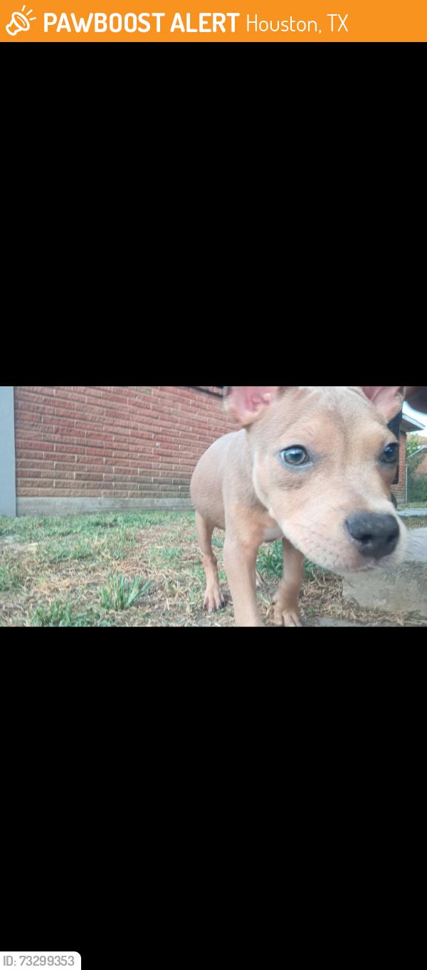 Found/Stray Male Dog last seen Pannell st, Houston, TX 77020