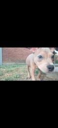 Found/Stray Male Dog last seen Pannell st, Houston, TX 77020