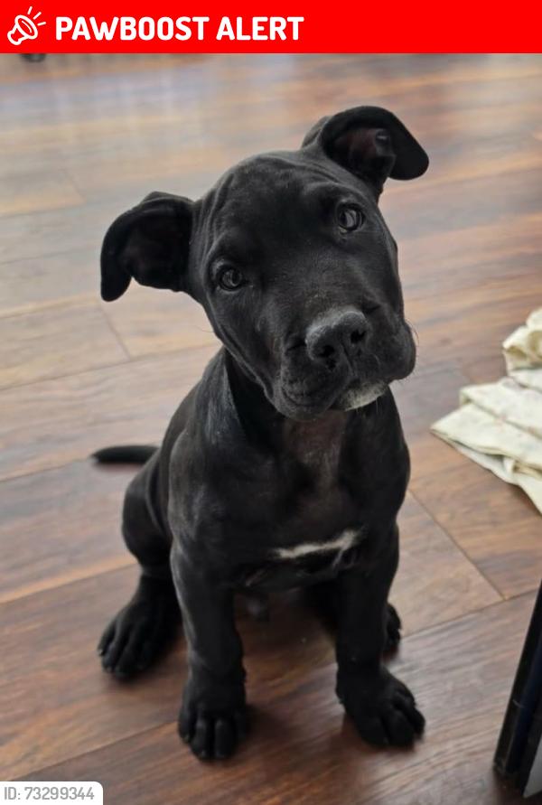 Lost Female Dog last seen The uplans, Smethwick, England 