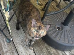 Found/Stray Female Cat last seen Heather Hills, Winston-Salem, NC 27127