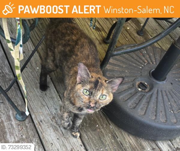Found/Stray Female Cat last seen Heather Hills, Winston-Salem, NC 27127