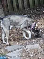 Found/Stray Male Dog last seen By the mail boxes, Hillsboro, OR 97124